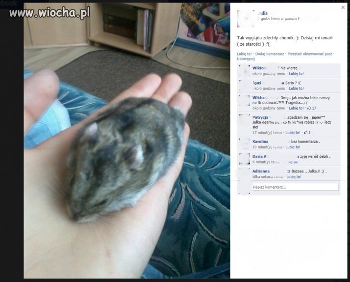 Zdechł ci chomik? Pochwal się tym na facebooku!