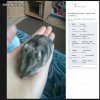 Zdechł ci chomik? Pochwal się tym na facebooku!