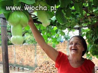 Zakazany owoc?