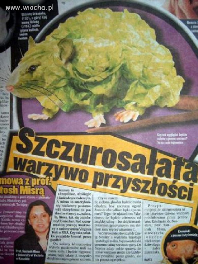 Szczurosałata 