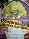 Szczurosałata 