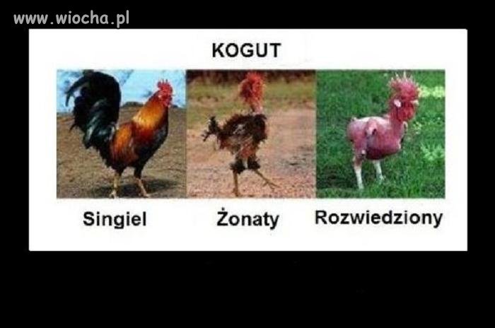 Niestety