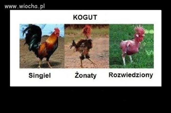 Niestety