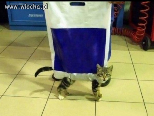 Pacz, Whiskas w promocji!