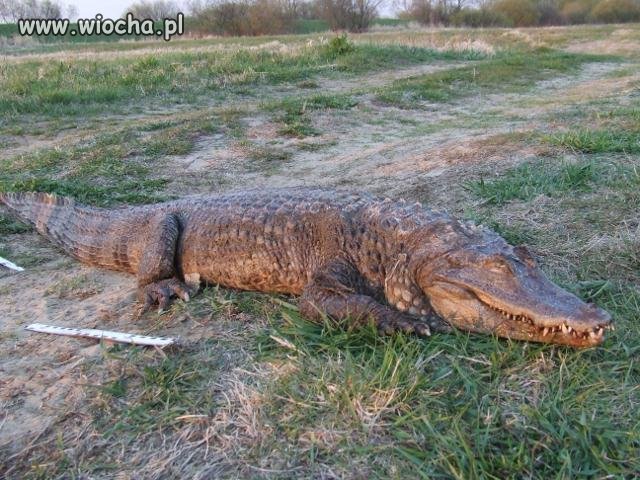 Krokodyl urósł to wrzucę go do Warty 
