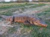 Krokodyl urósł to wrzucę go do Warty 