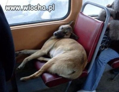 To się nazywa pasażer na gapę.