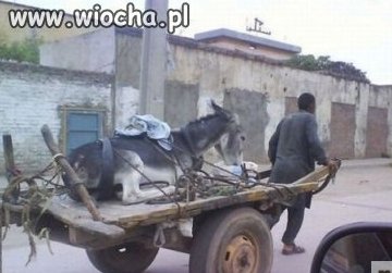Osioł też ma prawo do swojego murzyna...