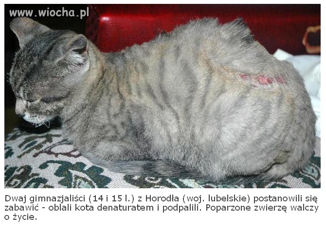 Może zamiast interesować się co je matka Madzi