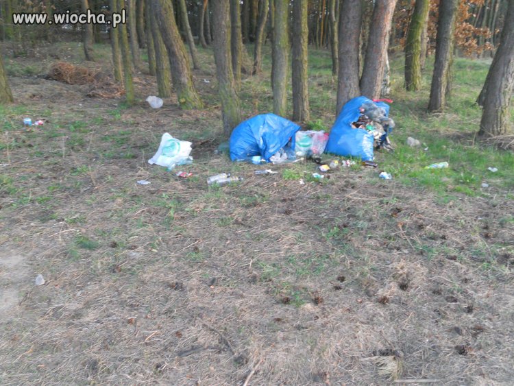 A tak wyglądają polskie lasy...