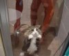 Kotek chyba wody nie lubi :)