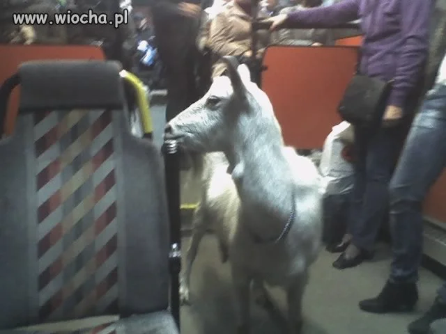 No a jak ... Światowa koza.