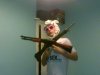 Animal hunter
