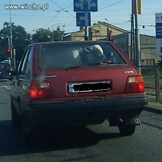 Cielaczek pasażer.
