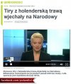 Holenderska trawka 
