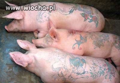 Świńska sprawa