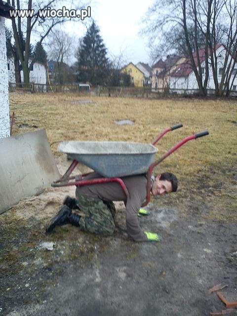żółw roboczy.