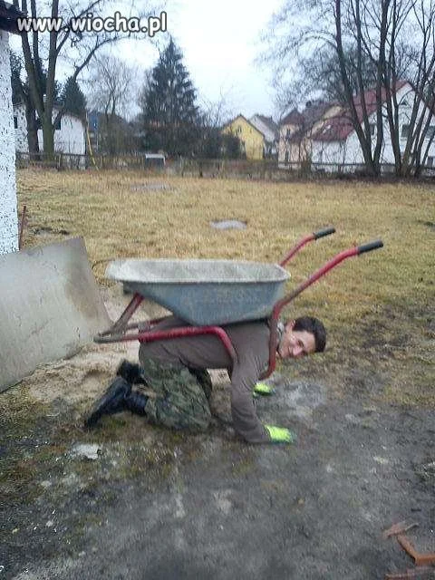 żółw roboczy.
