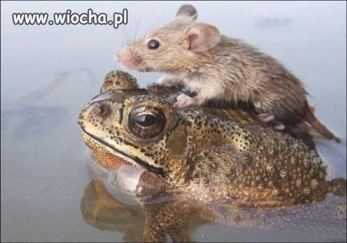 Miłość