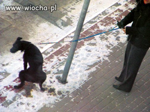 Tylko pogratulować właścicielowi głupoty.