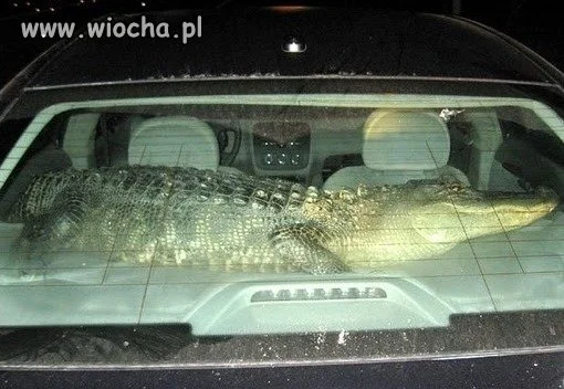 Bo piesek na półce ...