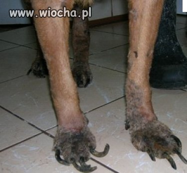 Posiadanie zwierzęcia to większe obowiązki...