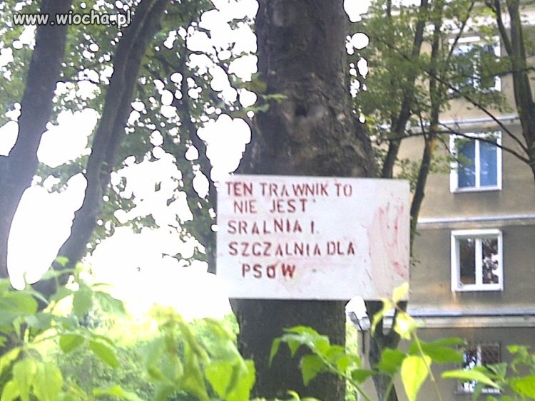 Niezwykły trawnik
