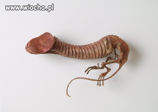Hujunus Brostanus