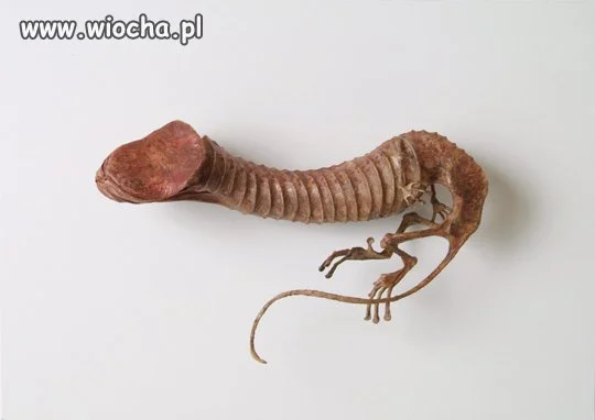 Hujunus Brostanus