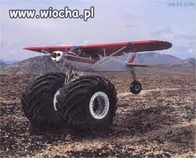 Miażdży brzozy