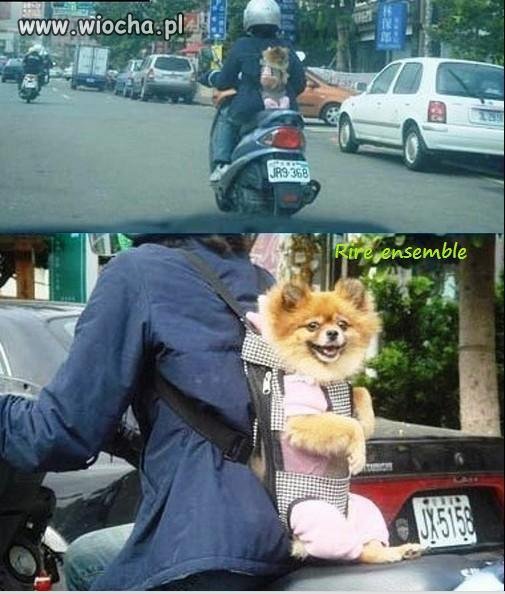 Takie tam na skuterze z moim ukochanym pieskiem 