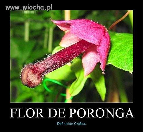 Flor de Poronga