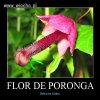 Flor de Poronga