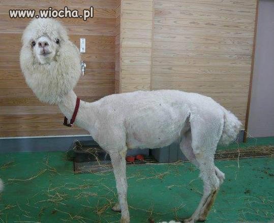 Głupota  ludzi wciąż mnie zadziwia...