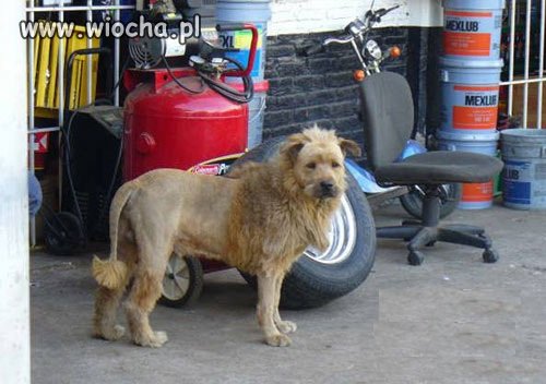 Kupiłem małego lwa do zoo...ale jakiś dziwny wyrósł?!!!