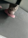 AUTOBUS