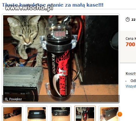 Tłuste? ma na myśli tego kota? 