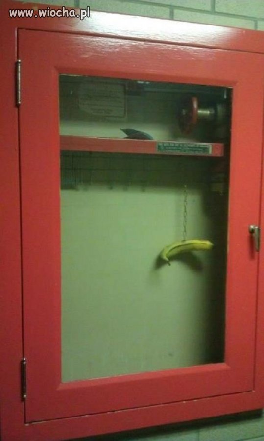W razie pożaru zjedz banana