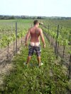 Dupa blada