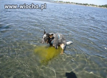 Komentarz pod zdjęciem!