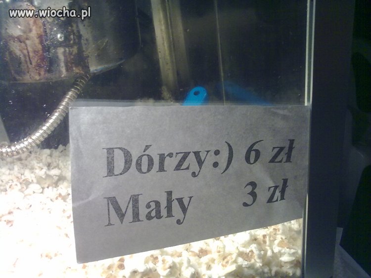 Wylądowało na wiocha 