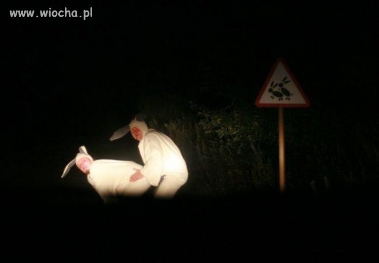 Ot króliczki 