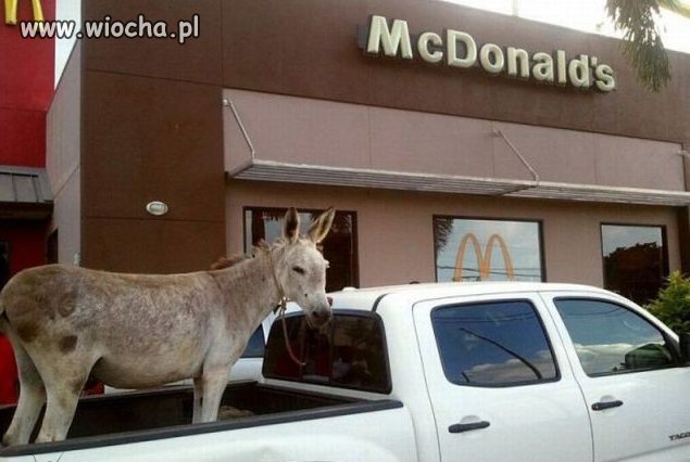 Ja też jestem miłośnikiem Mcdonalda 