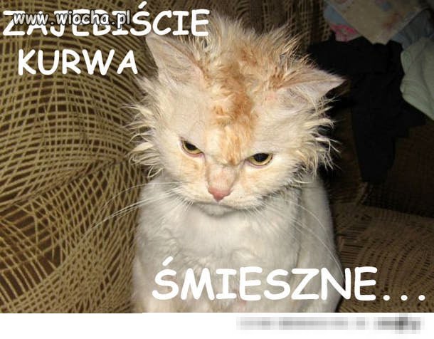 Lol cat