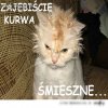 Lol cat