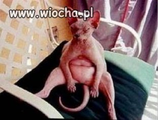 Żal po co wstawiać to do internetu