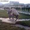 O co biega