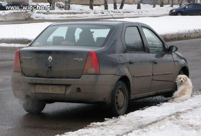Takie tam na "spacerze" z pieskiem...
