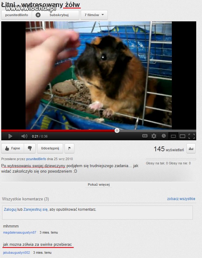 Koleś tresuje ,, żółwia,, 