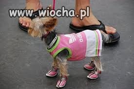 Jak się podoba ?